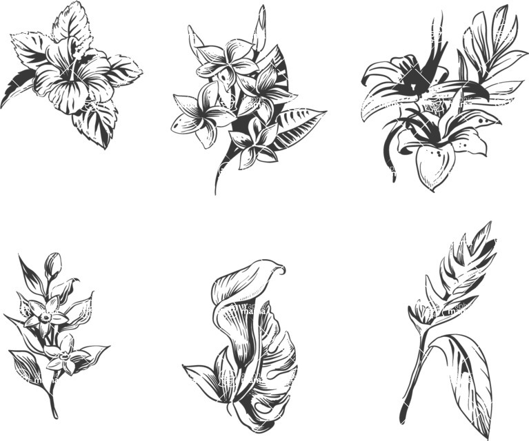 Nature Backgrounds, Patterns and Frames Themed Graphic Collection - Set of Baroque Vintage Tropical Flowers